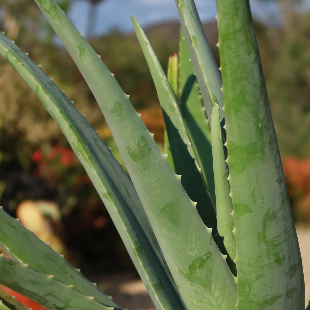 Aloe Vera - Aloe barbadensis &