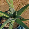 Aloe Vera - Aloe barbadensis &