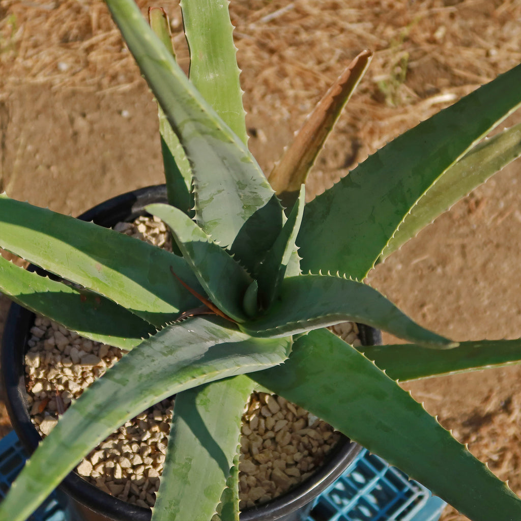 Large Aloe Buy 'Large Aloe Vera Plants - Aloe barbadensis' Care and Growing Guide ...