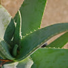 Aloe Vera - Aloe barbadensis &