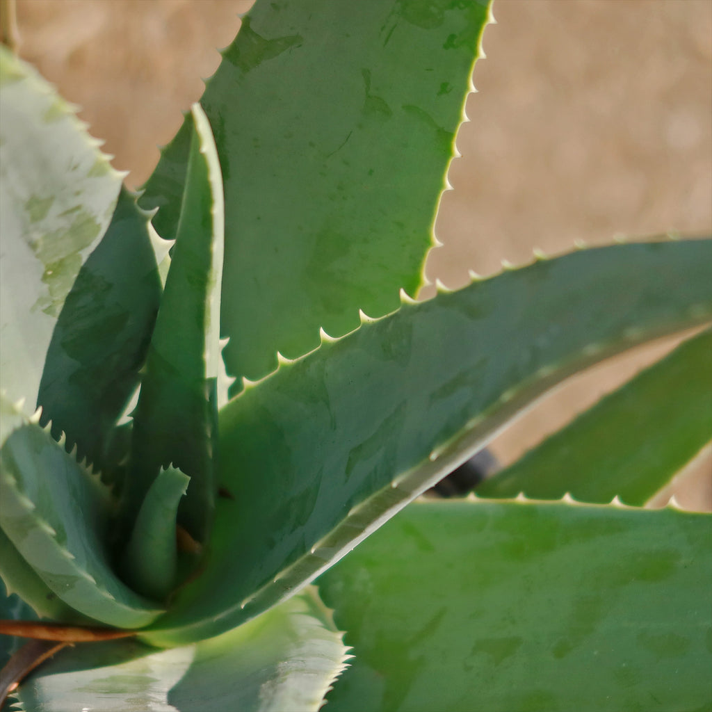 Aloe Vera - Aloe barbadensis &