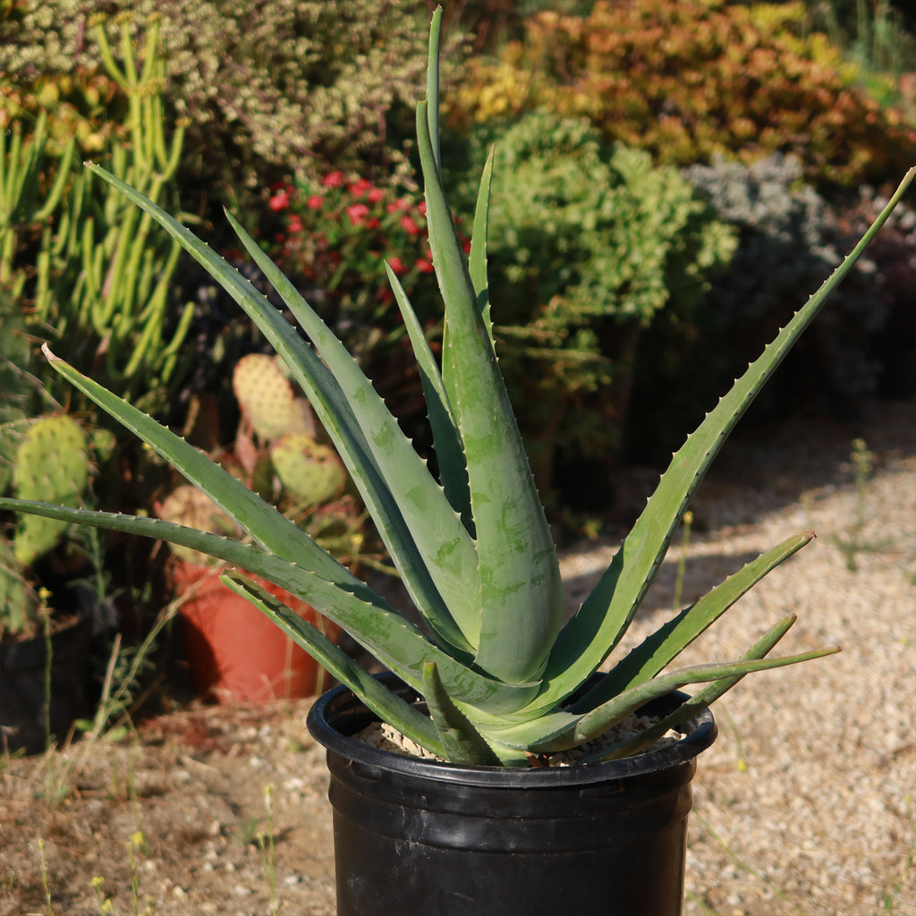 Large Aloe Buy 'Large Aloe Vera Plants - Aloe barbadensis' Care and Growing Guide ...