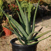 Aloe Vera - Aloe barbadensis &