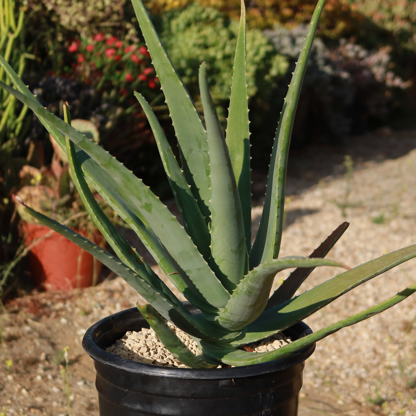 Large Aloe Buy 'Large Aloe Vera Plants - Aloe barbadensis' Care and Growing Guide ...