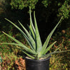 Aloe Vera - Aloe barbadensis &