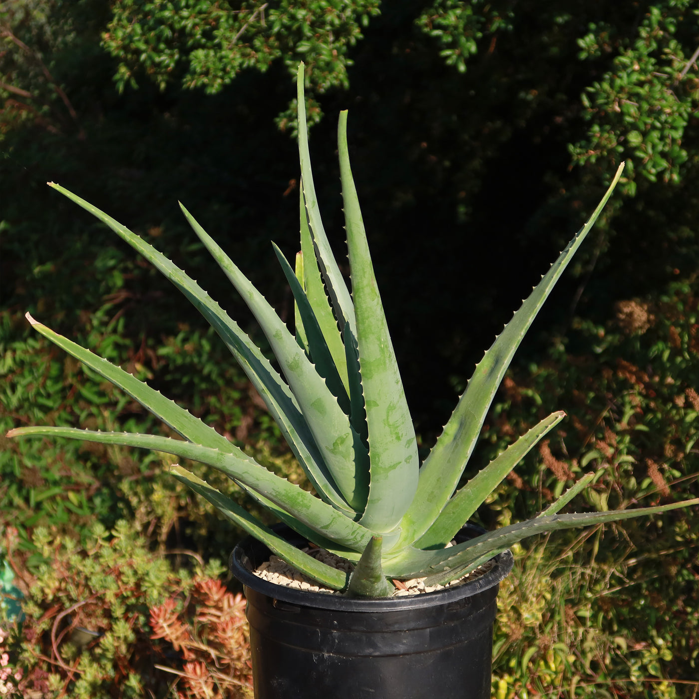 Large Aloe Buy 'Large Aloe Vera Plants - Aloe barbadensis' Care and Growing Guide ...