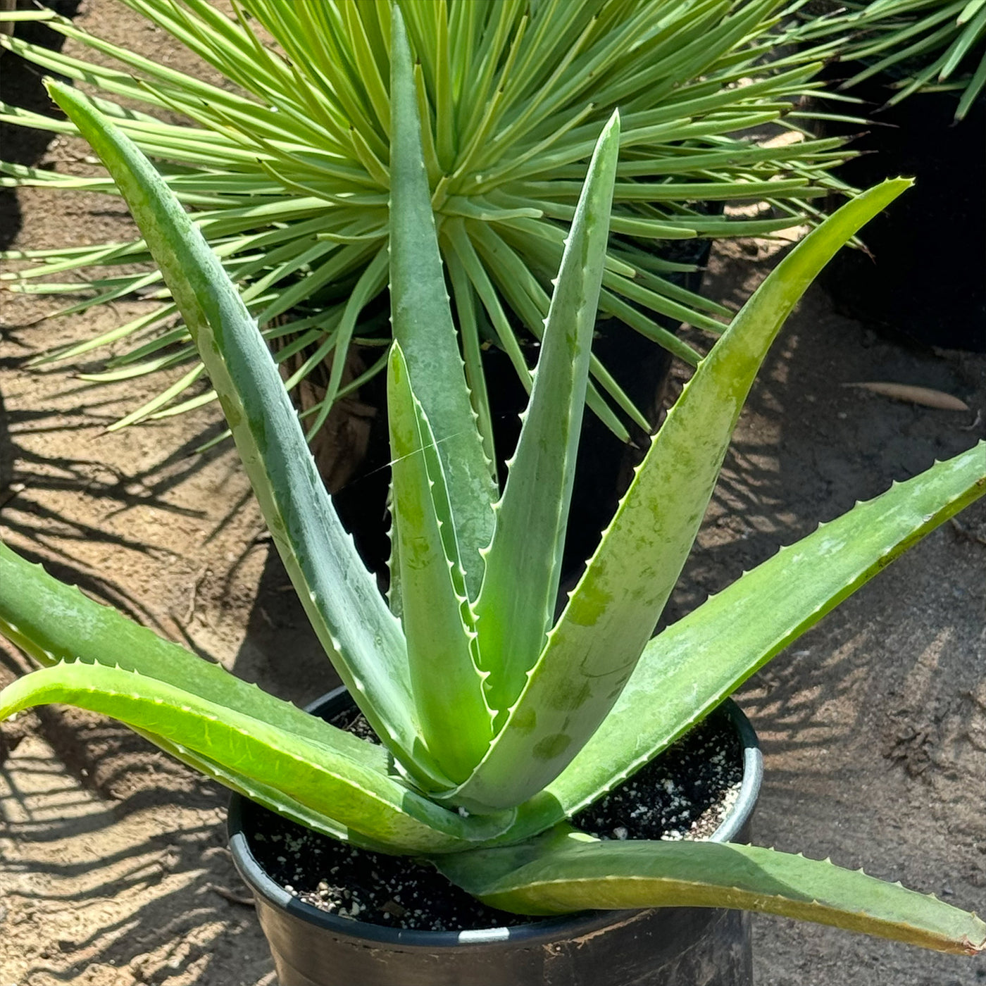 Plant d'Aloé Véra (Barbadensis Miller) certifié Bio 1 an