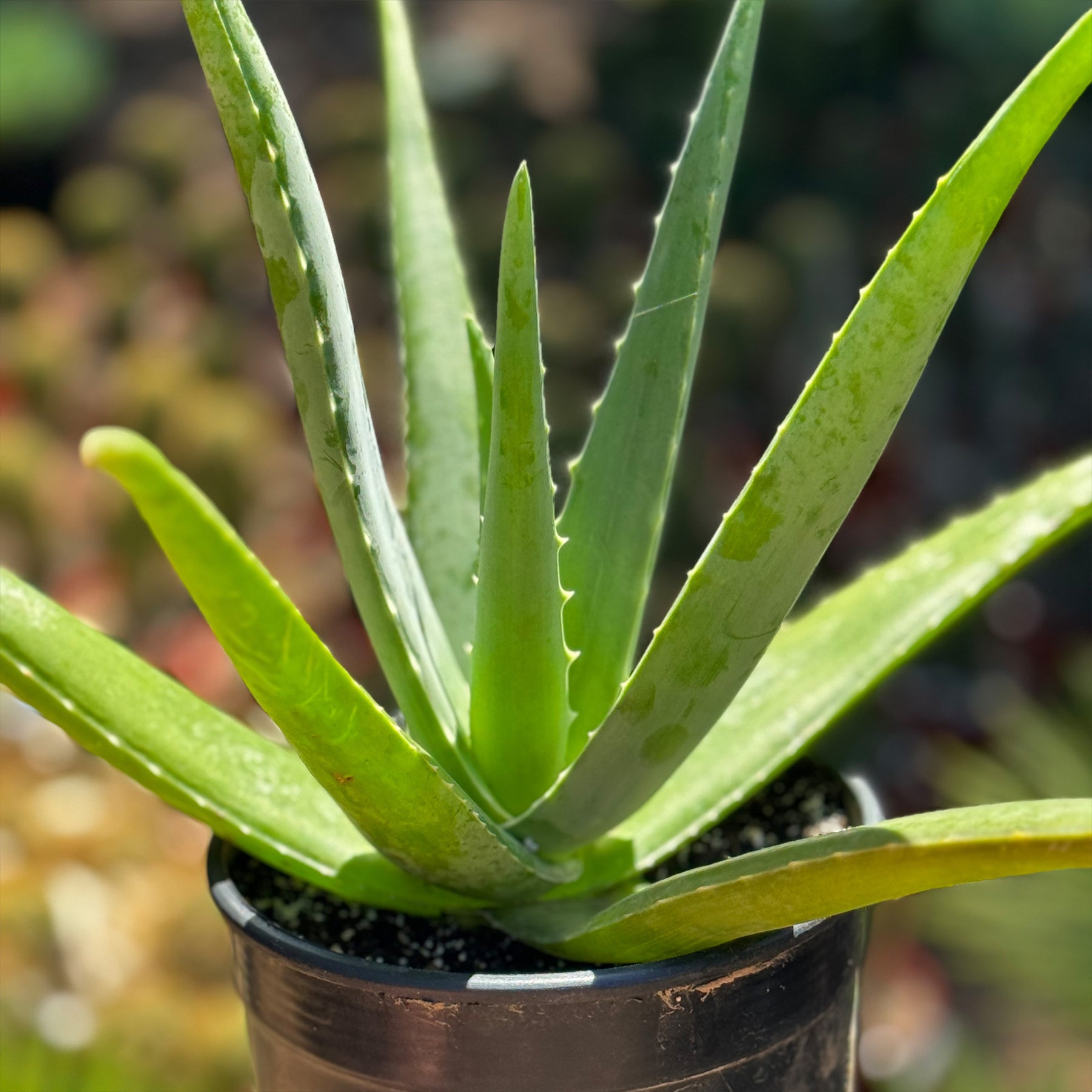Large Aloe Buy 'Large Aloe Vera Plants - Aloe barbadensis' Care and Growing Guide ...