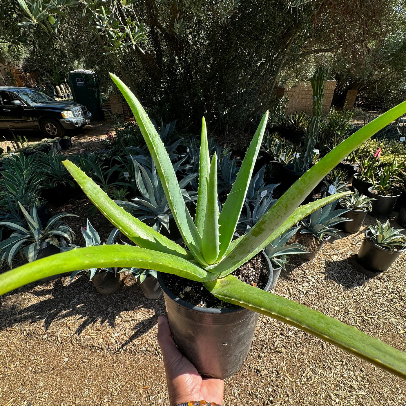aloe vera edible plant Buy 'Large Aloe Vera Plants - Aloe barbadensis' Care and Growing Guide