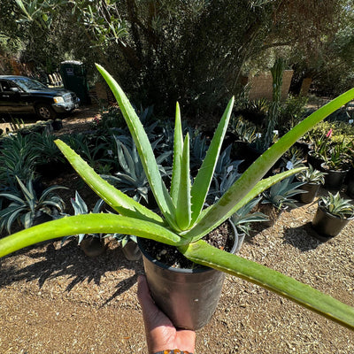 non edible pictures of edible aloe vera plants Buy 'Large Aloe Vera Plants - Aloe barbadensis' Care and Growing Guide