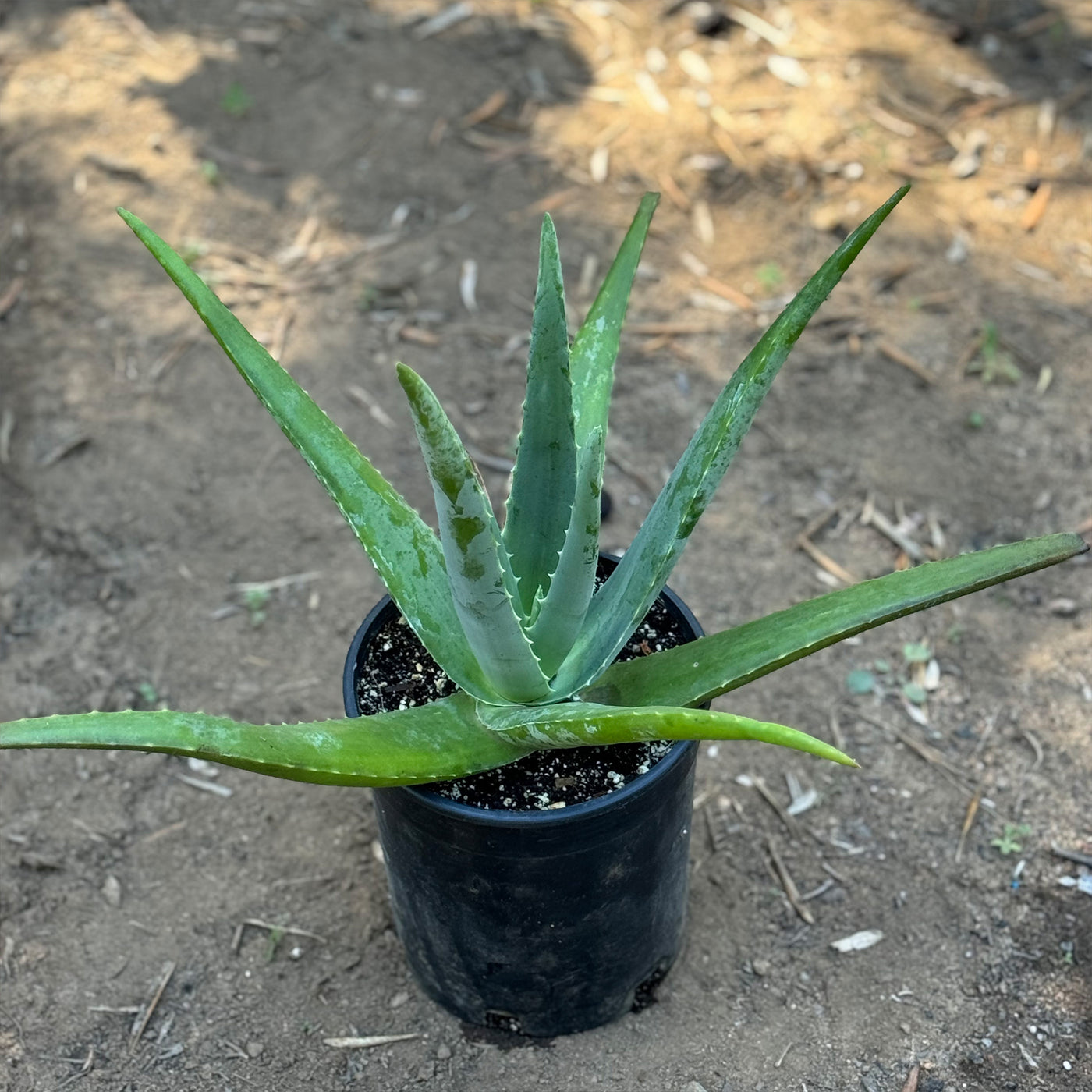 Aloe Vera - Aloe barbadensis 'miller