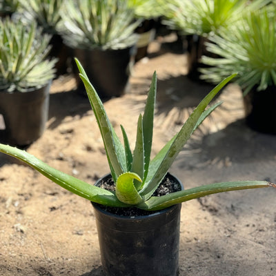 is aloe vera a tropical plant Buy 'Large Aloe Vera Plants - Aloe barbadensis' Care and Growing Guide