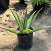 Aloe Vera - Aloe barbadensis &