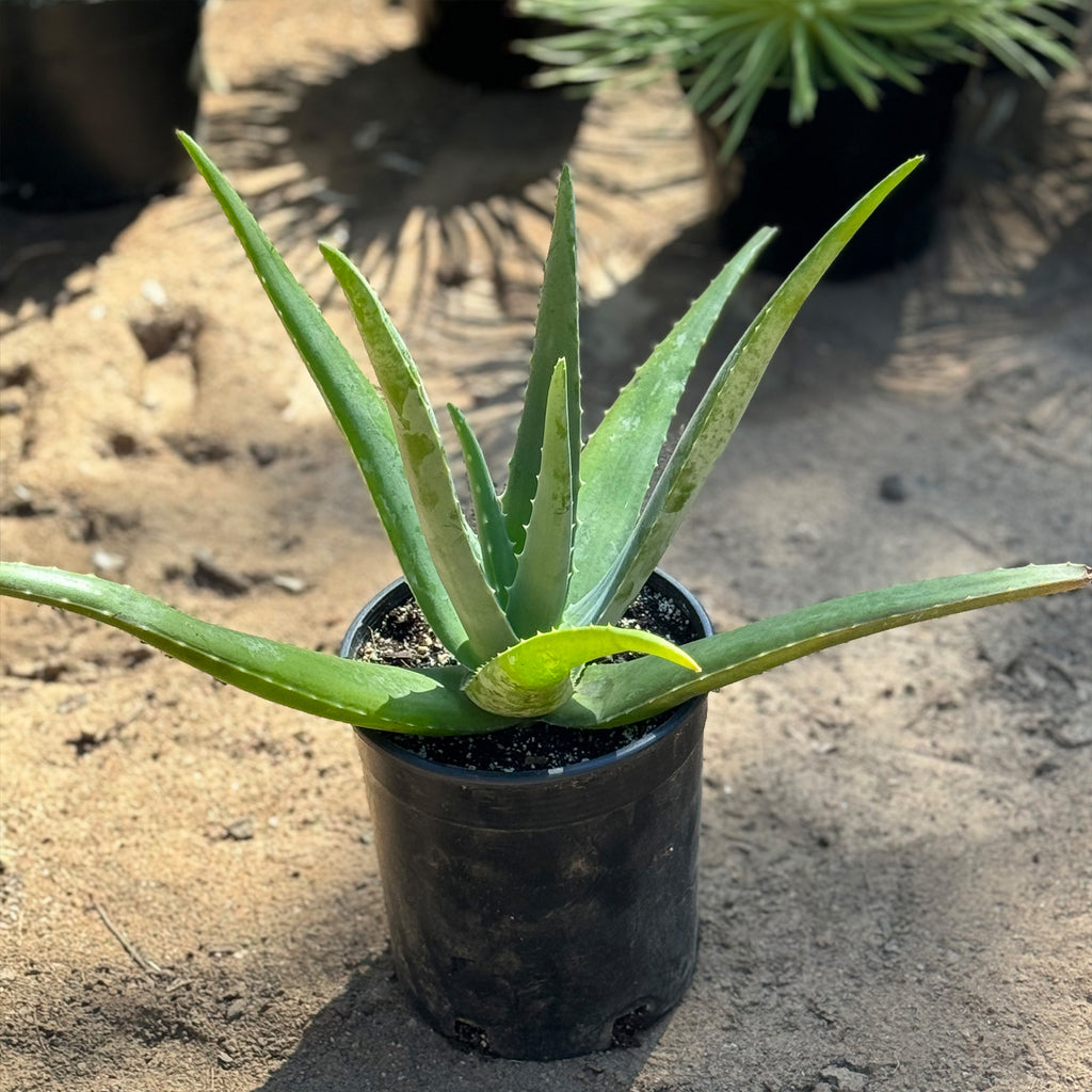 Aloe Vera - Aloe barbadensis &