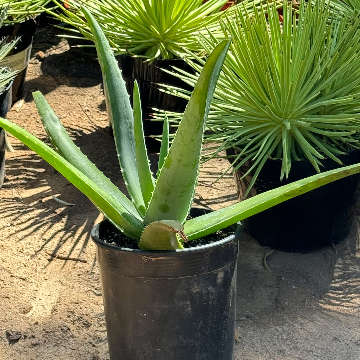 aloe vera barbadensis plant Buy 'Large Aloe Vera Plants - Aloe barbadensis' Care and Growing Guide