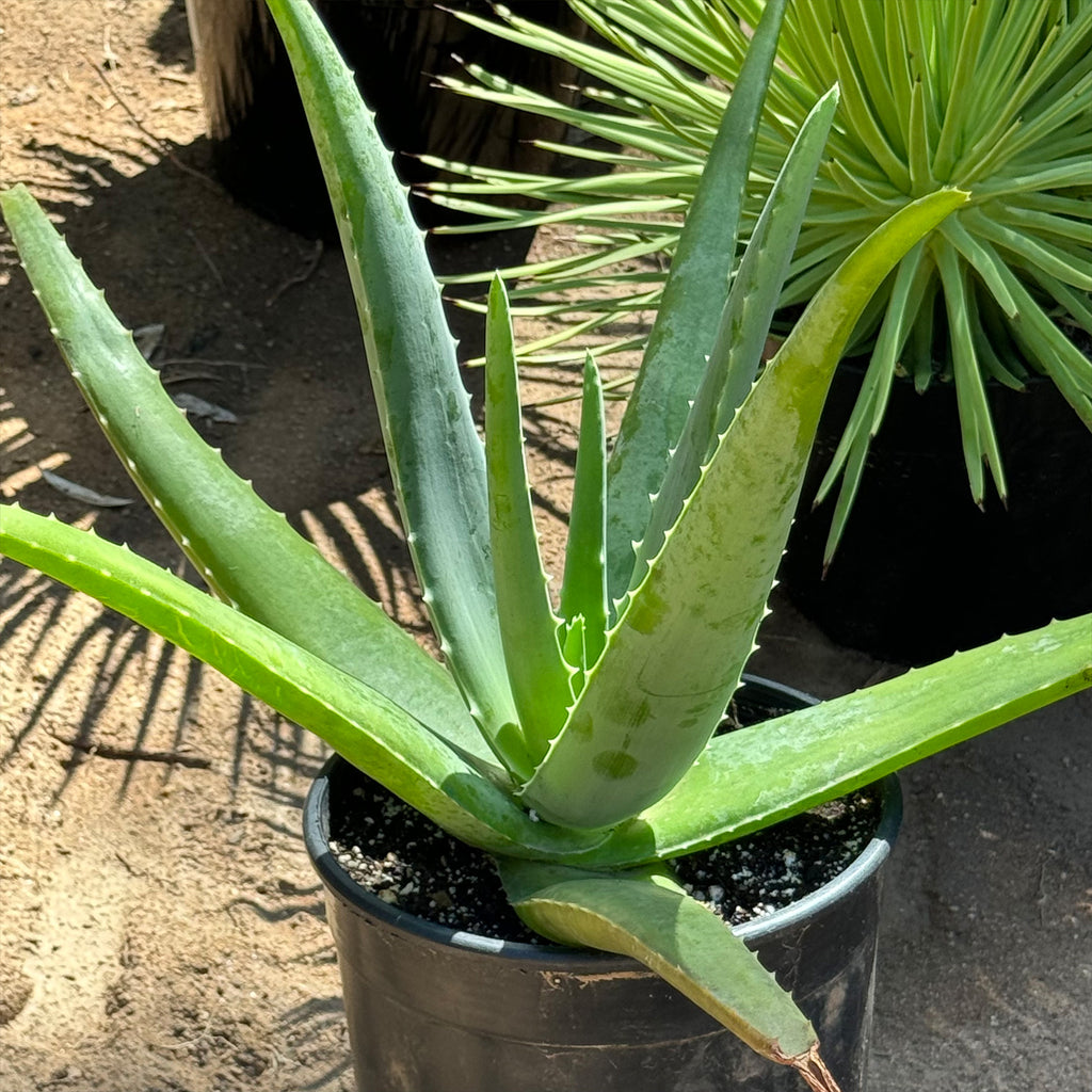 Large Aloe Buy 'Large Aloe Vera Plants - Aloe barbadensis' Care and Growing Guide ...