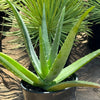 Aloe Vera - Aloe barbadensis &