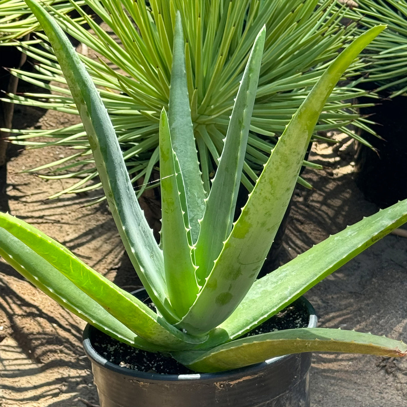 Tree Aloe Buy 'Large Aloe Vera Plants - Aloe barbadensis' Care and Growing Guide ...