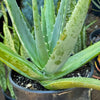 Aloe Vera - Aloe barbadensis &