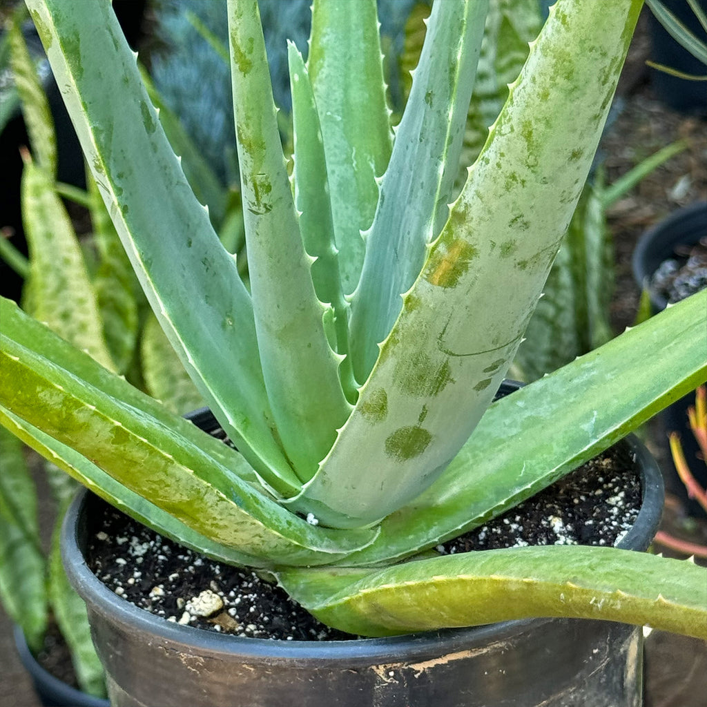 Buy 'Large Aloe Vera Plants - Aloe barbadensis' Care and Growing Guide ...