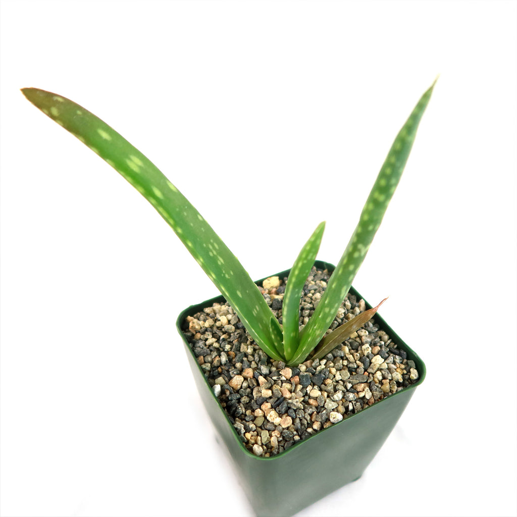 Aloe Vera - Aloe barbadensis &
