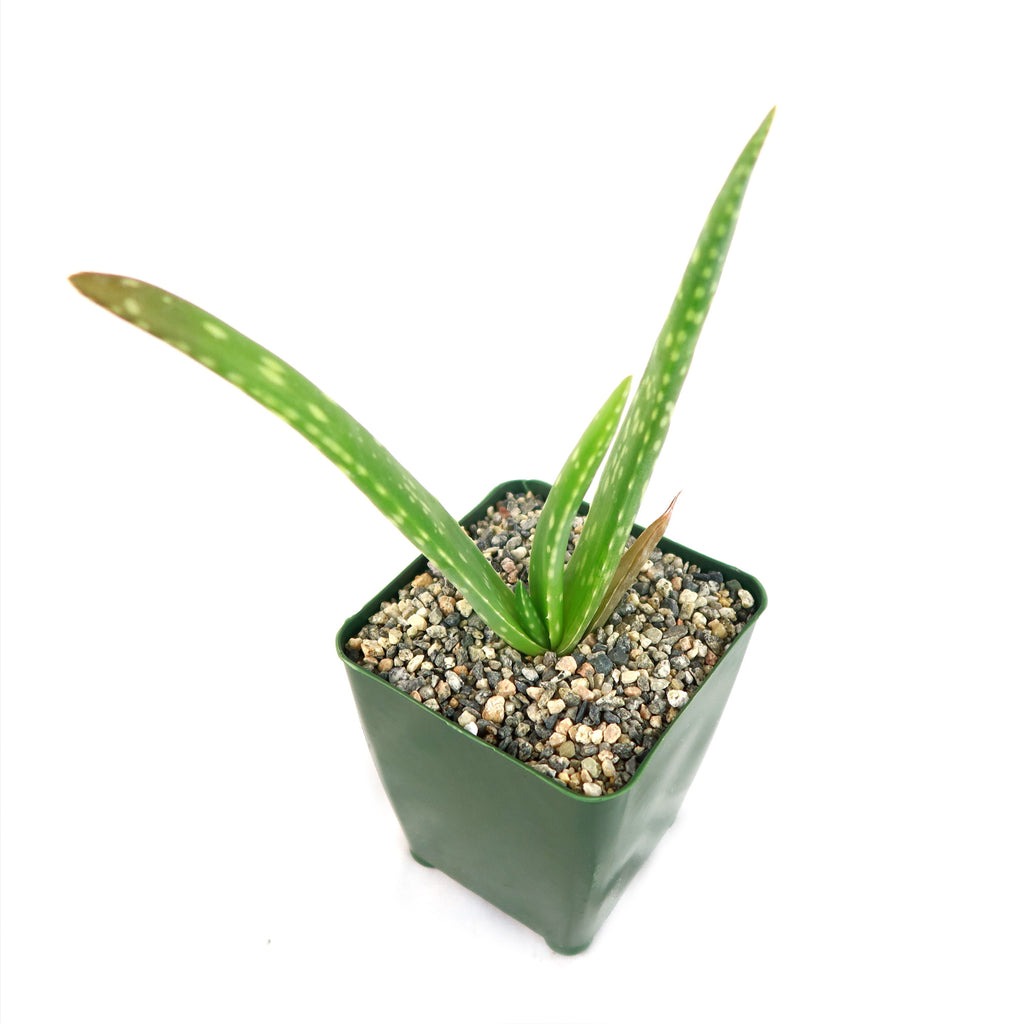 Aloe Vera - Aloe barbadensis &