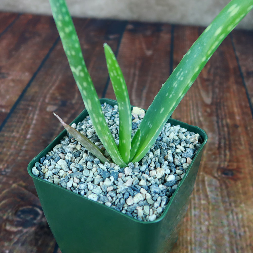 Aloe Vera - Aloe barbadensis &