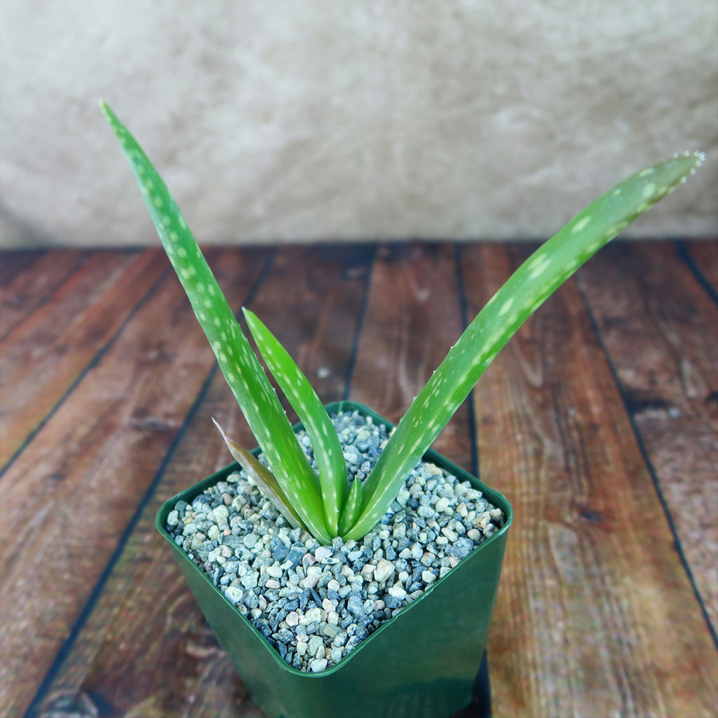 Aloe Vera - Aloe barbadensis &