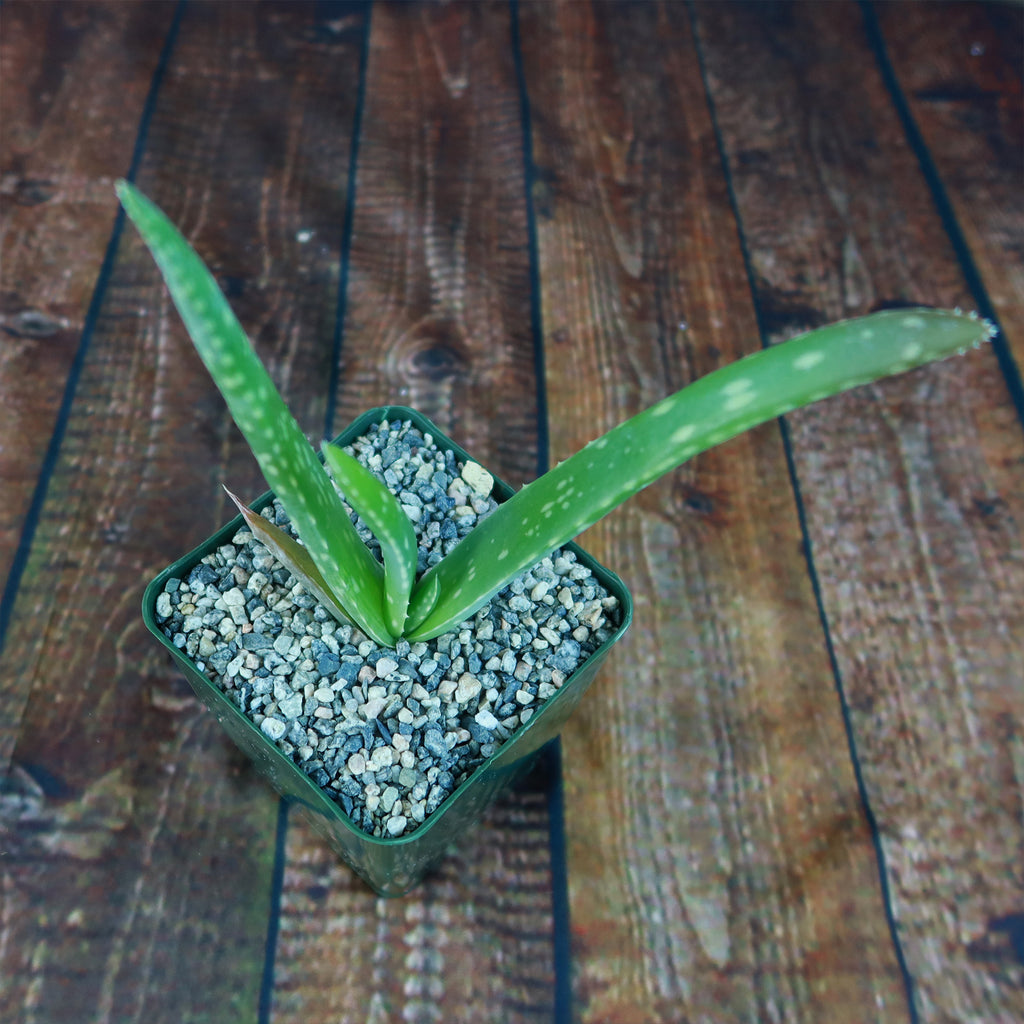 Aloe Vera - Aloe barbadensis &