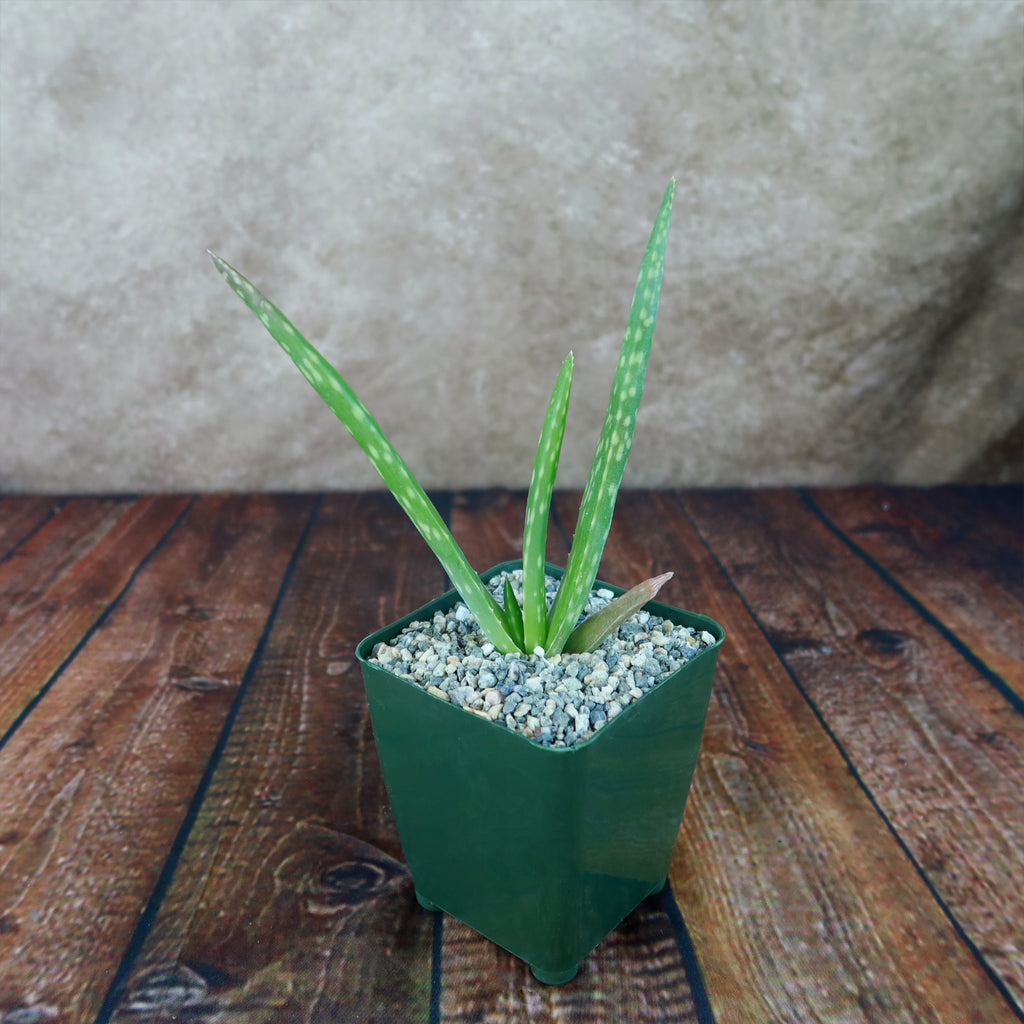 Aloe Vera - Aloe barbadensis &