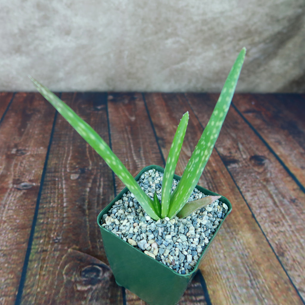 Aloe Vera - Aloe barbadensis &
