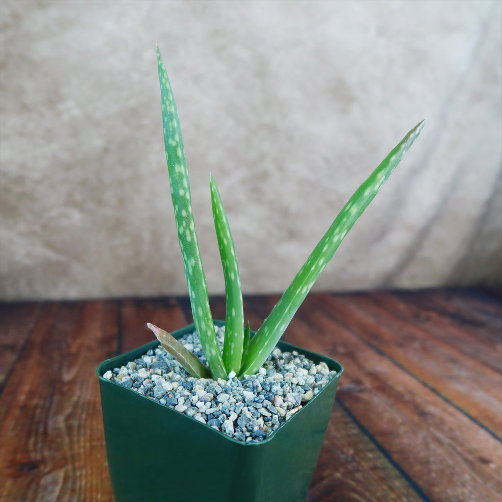 Aloe Vera - Aloe barbadensis &