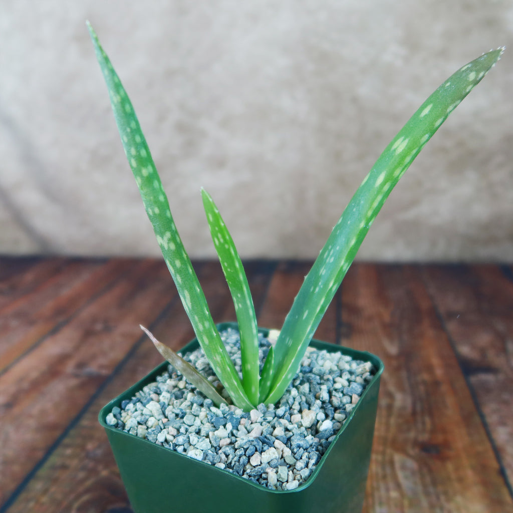Aloe Vera - Aloe barbadensis &