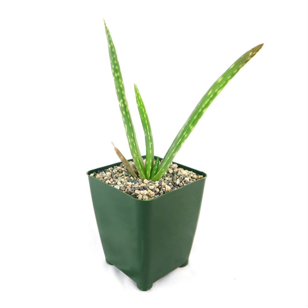 Aloe Vera - Aloe barbadensis &