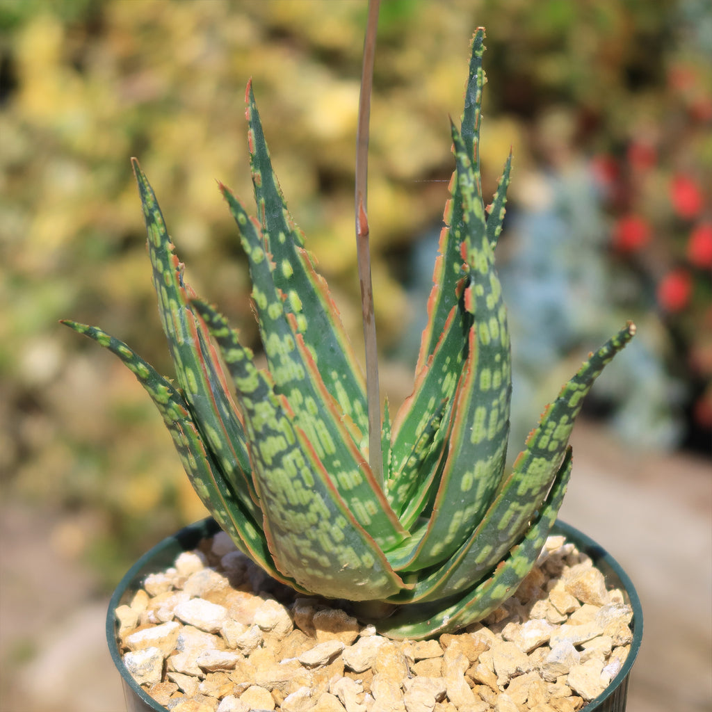 Aloe &