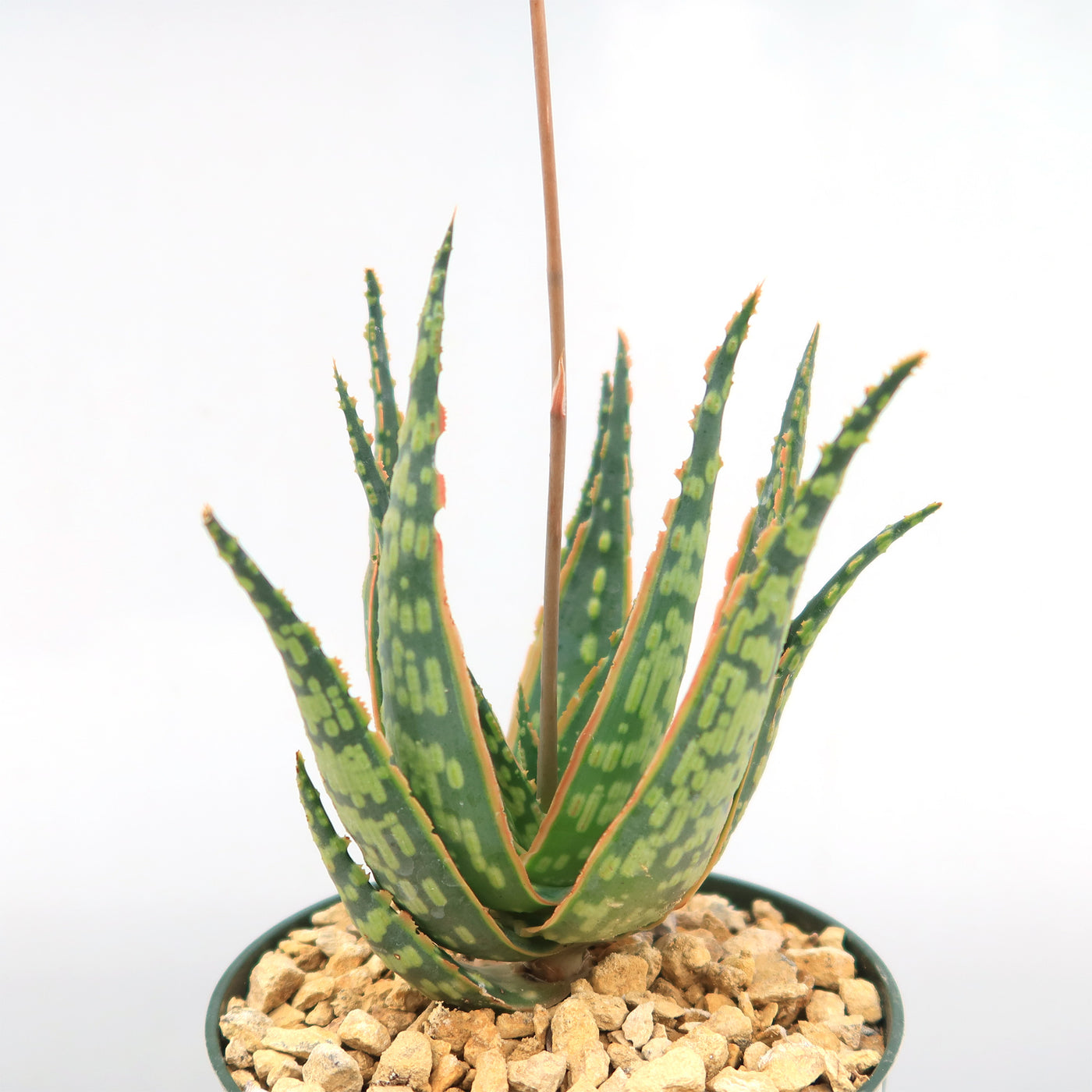 Aloe 'Krakatoa'