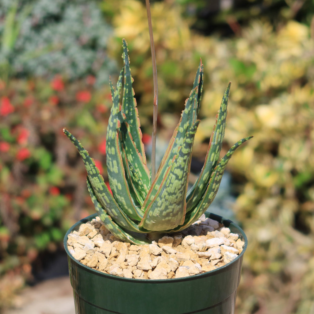 Aloe &