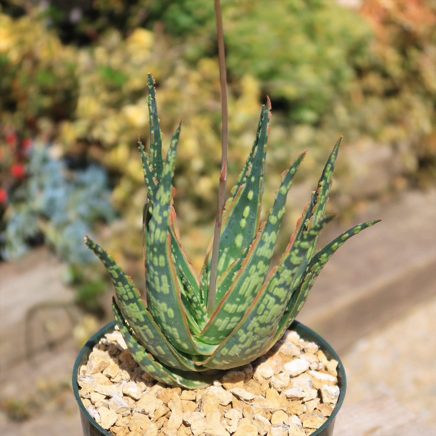Aloe 'Krakatoa'