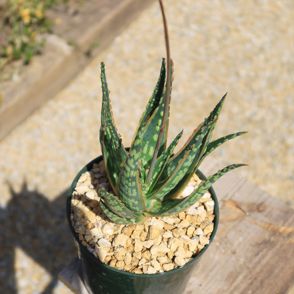 Aloe &