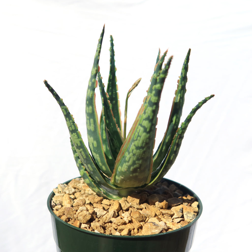 Aloe &