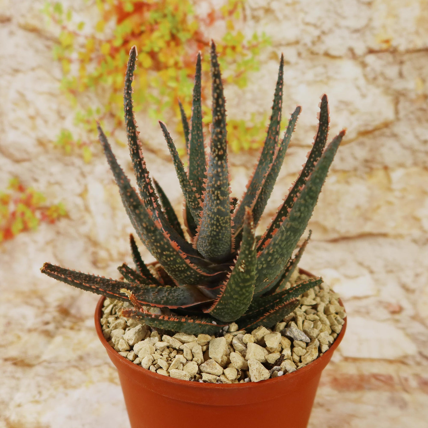 Aloe ‘Purple Haze’