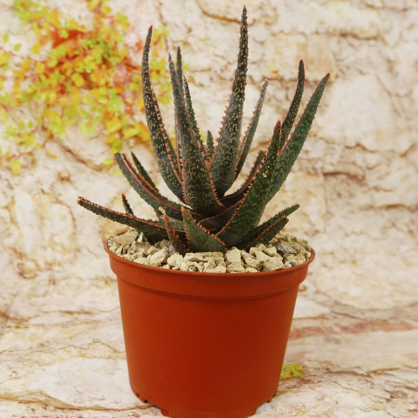 Aloe ‘Purple Haze’