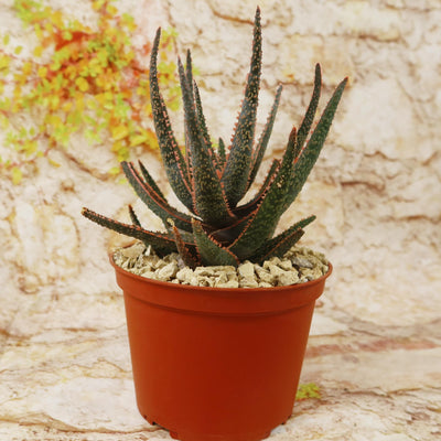 Aloe ‘Purple Haze’