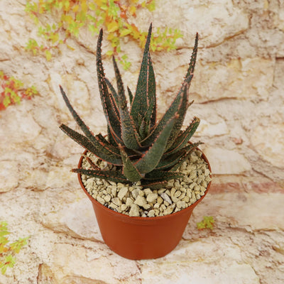 Aloe ‘Purple Haze’