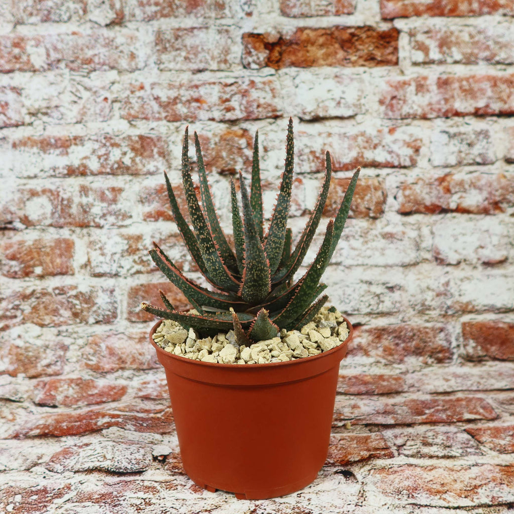 Aloe ‘Purple Haze’