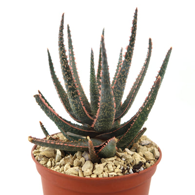 Aloe ‘Purple Haze’