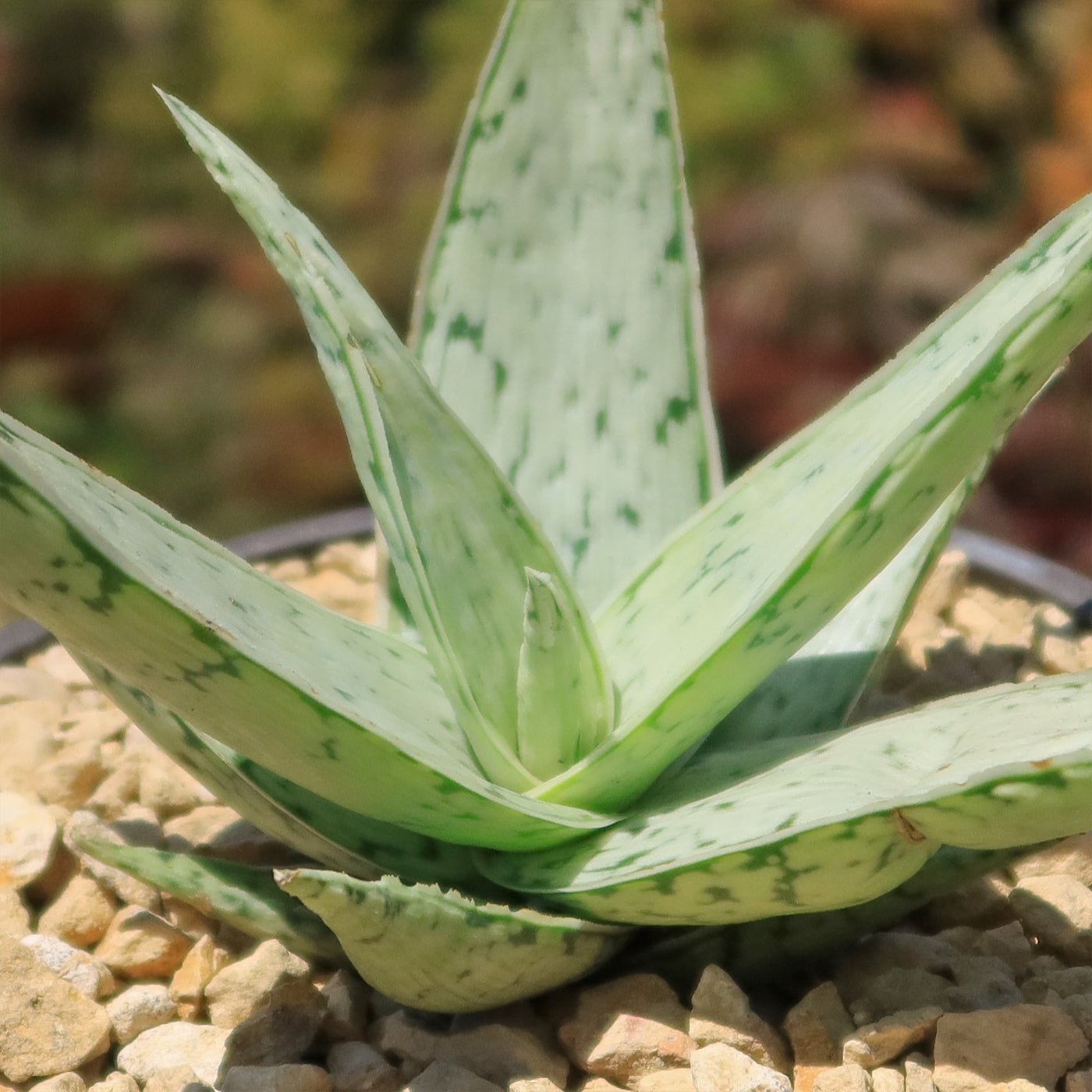 Aloe' Snow Drift'