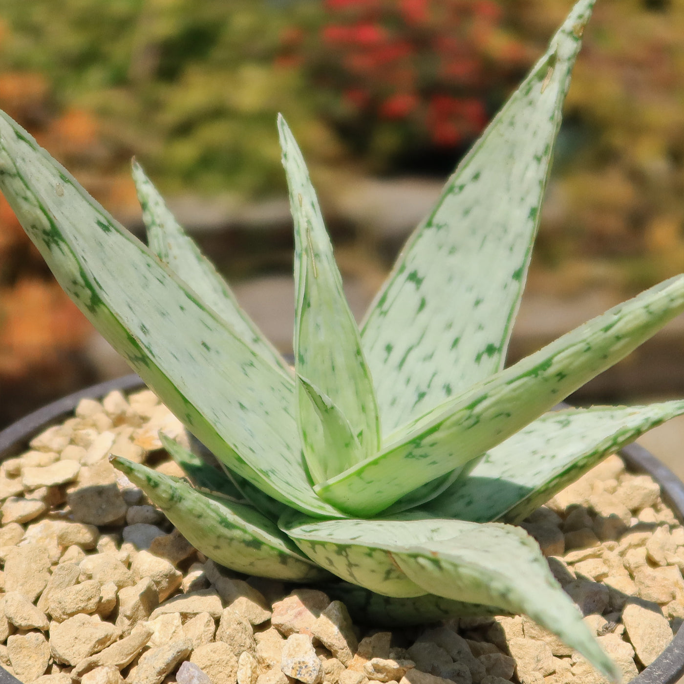 Aloe' Snow Drift'