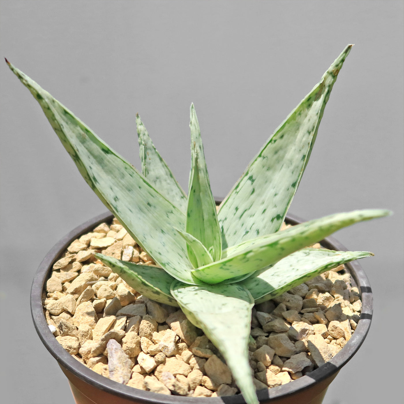 Aloe' Snow Drift'