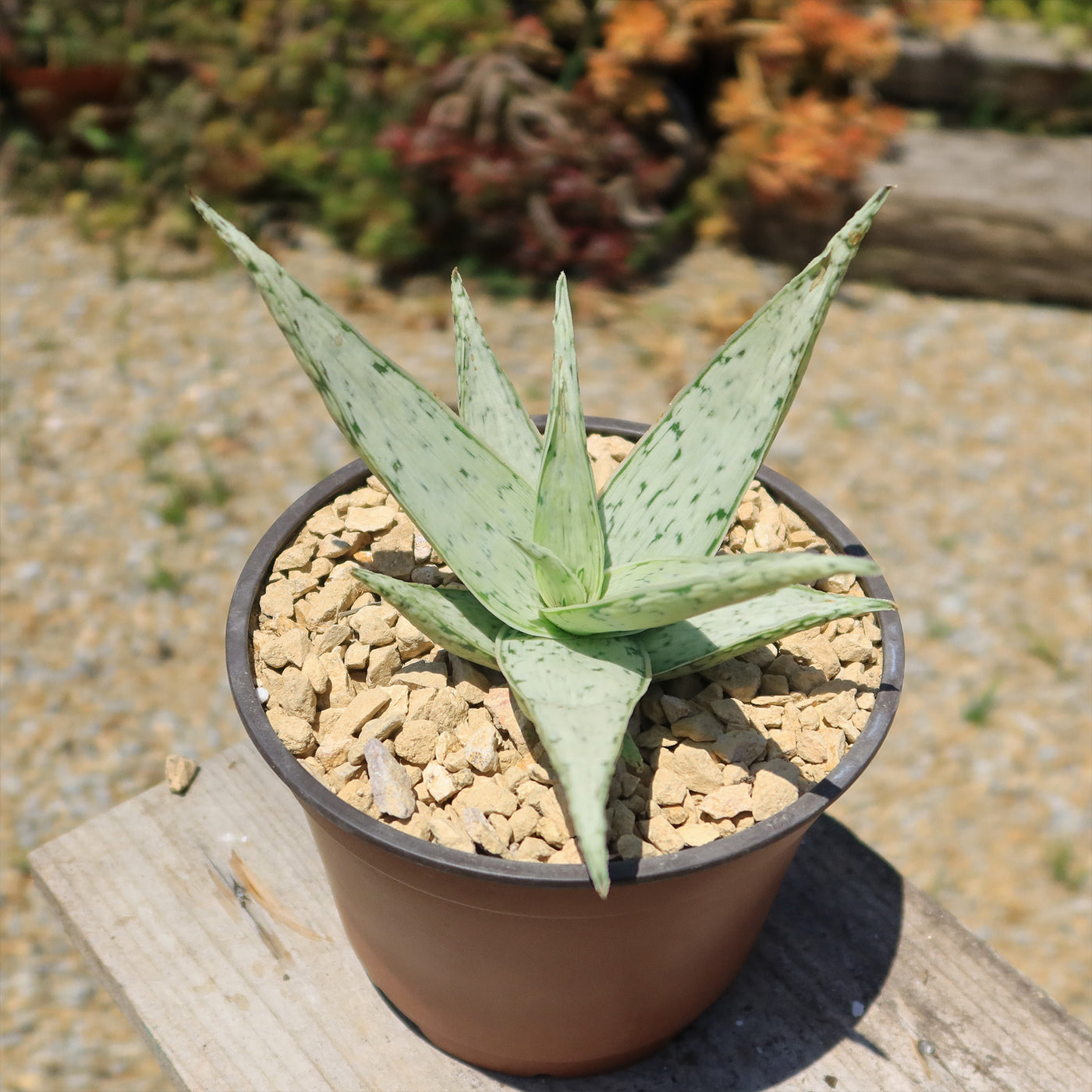 Aloe' Snow Drift'